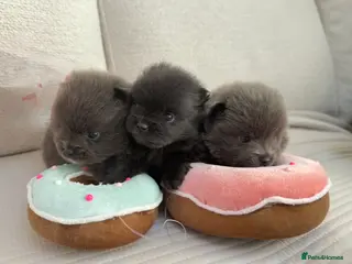 Pomeranian dogs Beautiful and rare mini Pomeranian puppies - Advert 13