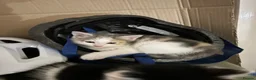 Domestic Shorthair cats for sale: Kittens mixed  - Advert 10