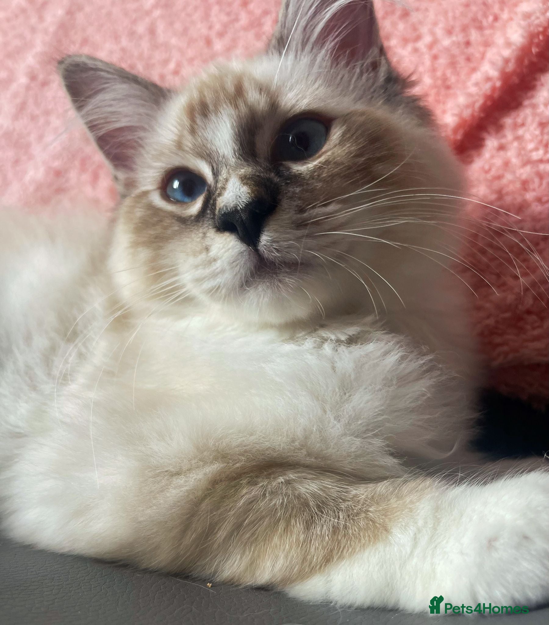 Ragdoll cats TICA Registered Ragdoll Kittens - Advert 10