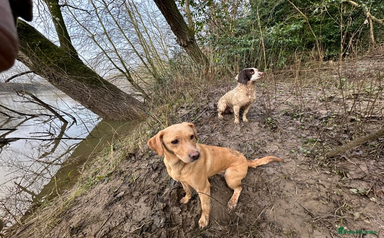 Springador dogs Springador Puppies - Advert 2