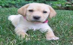 Labrador Retriever dogs for sale: Labrador puppies - Image 7