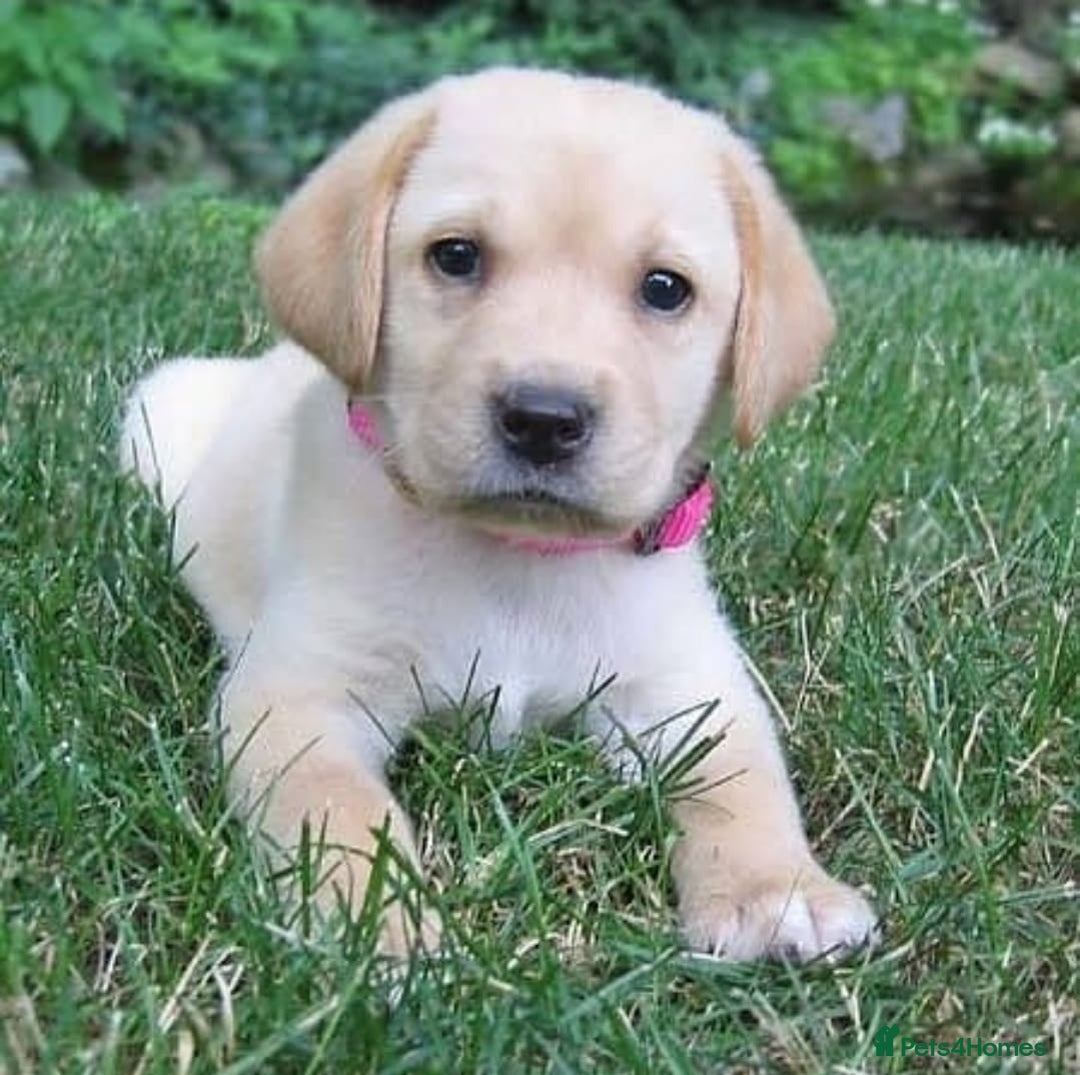 Labrador Retriever dogs for sale: Labrador puppies - Image 7