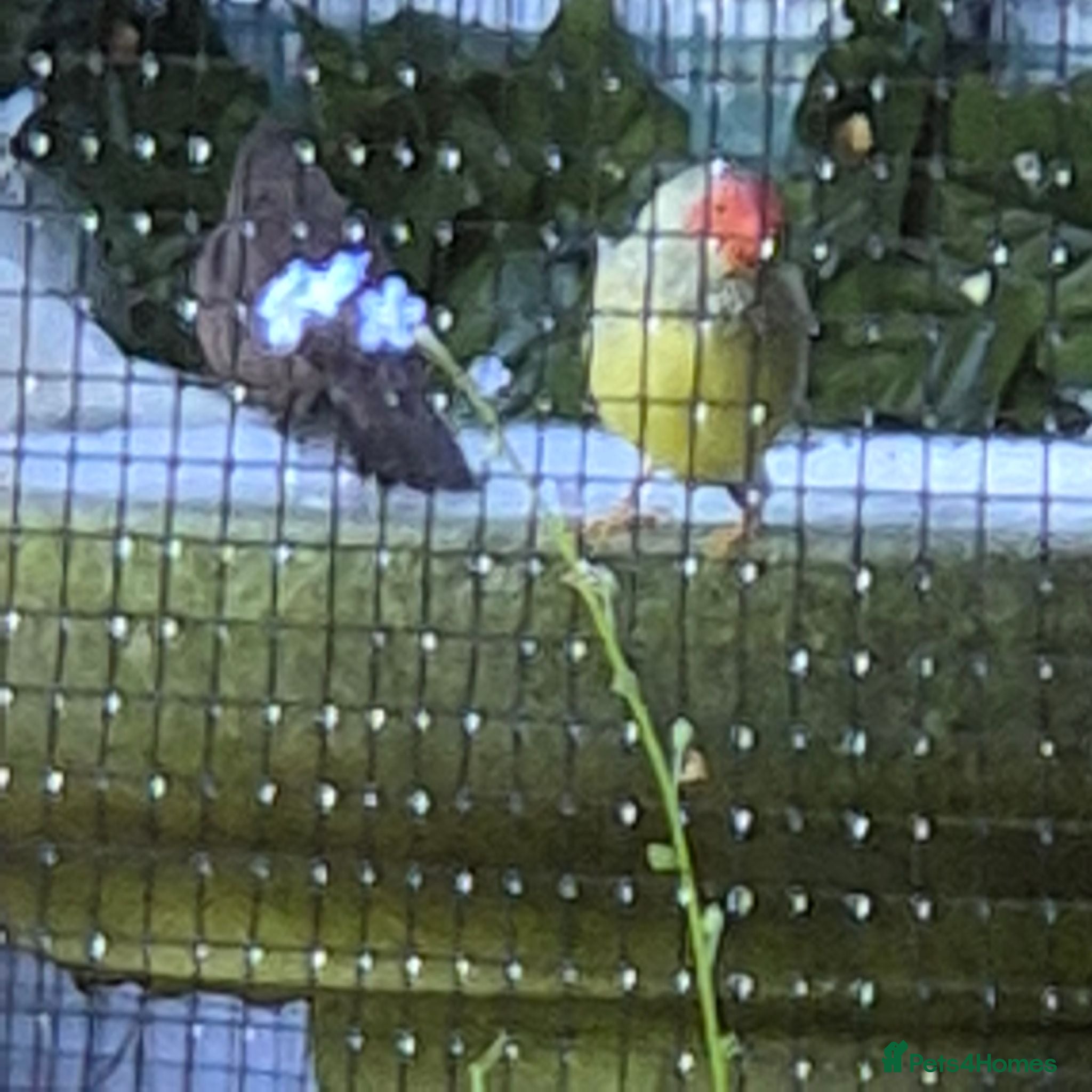Finches birds Male star finch - Advert 2
