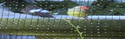 Finches birds for sale: Male star finch - Advert 1
