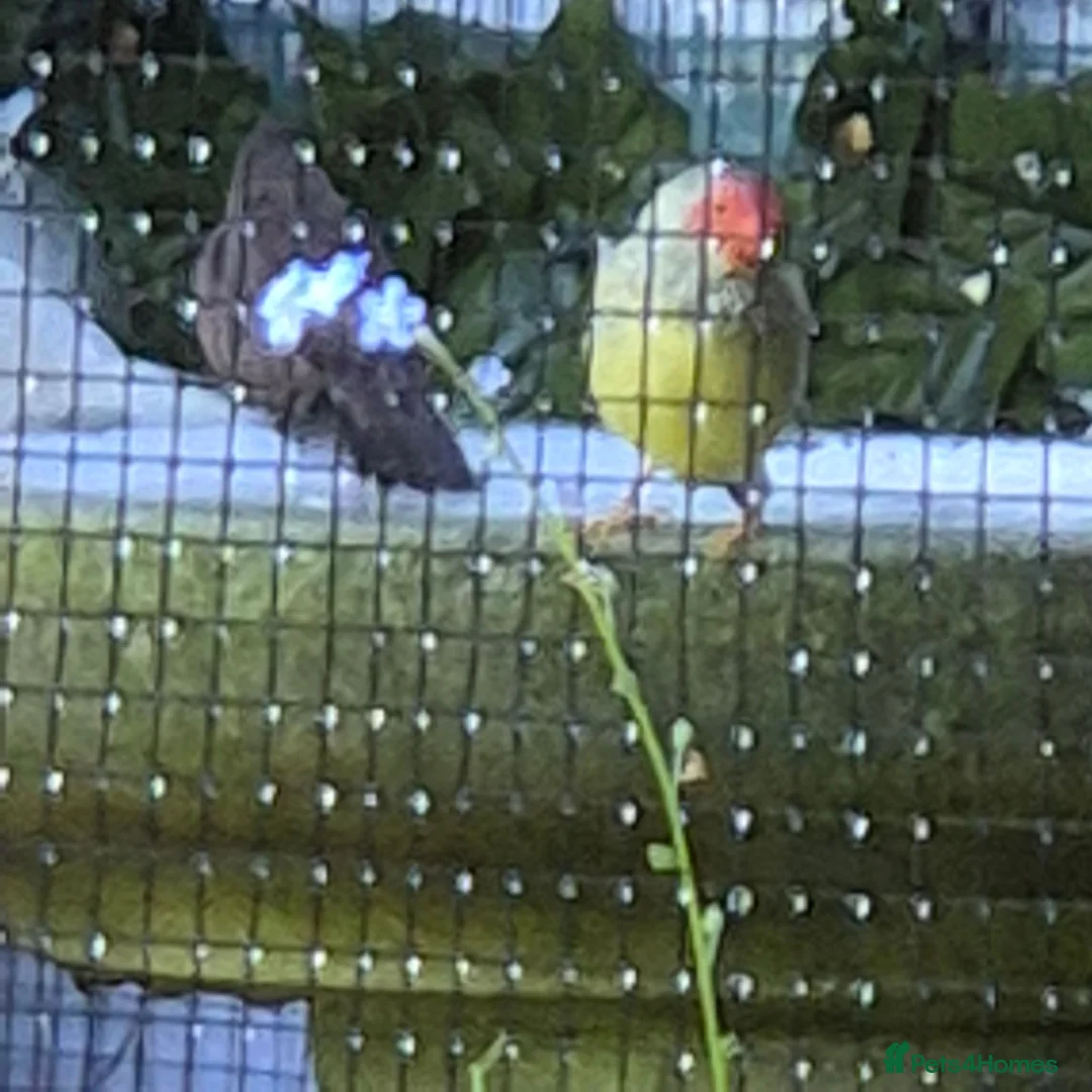 Finches birds for sale: Male star finch - Advert 1