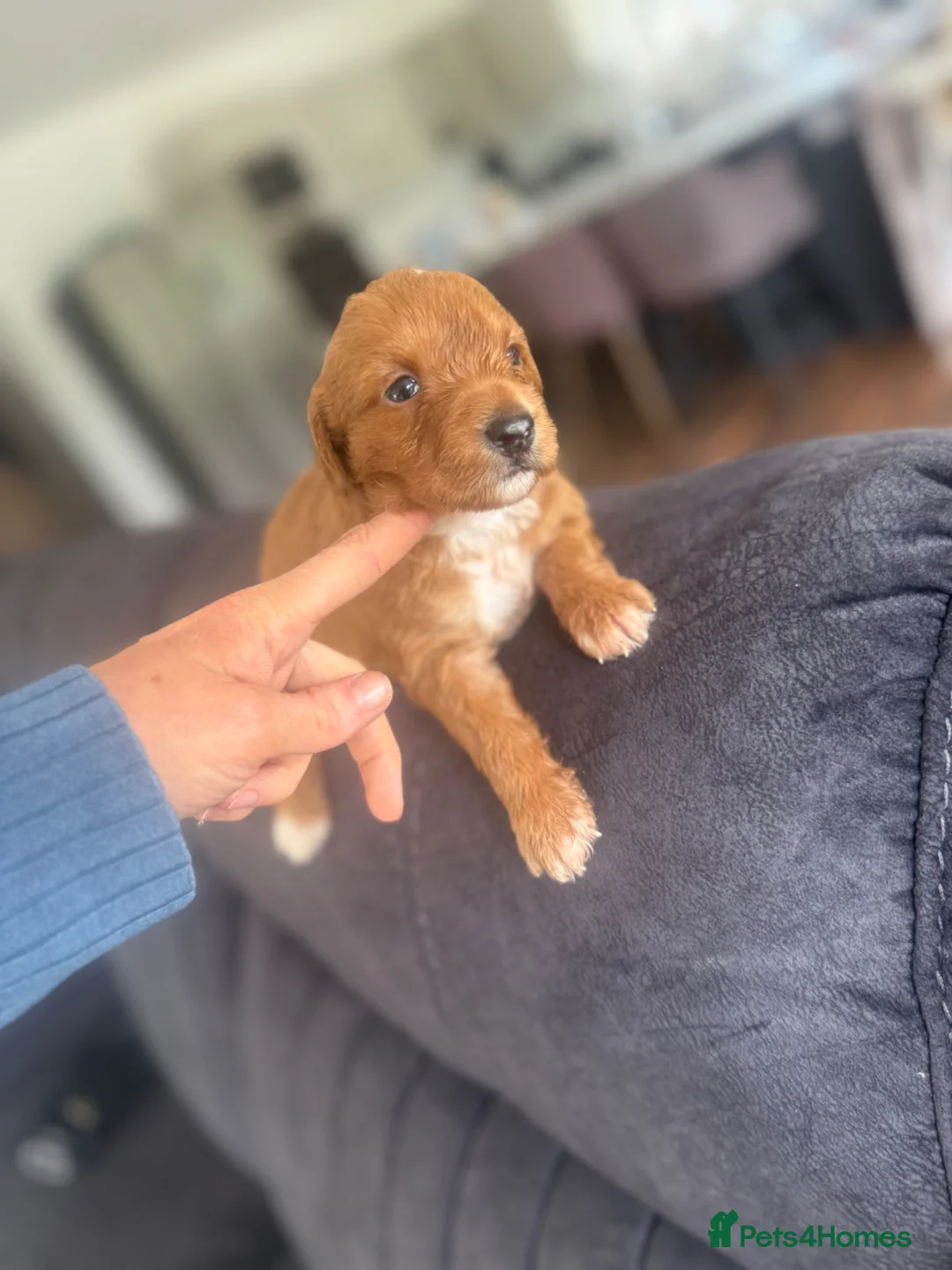 Labradoodle dogs for sale: Amazing , excessively health tested. F1  - Advert 2