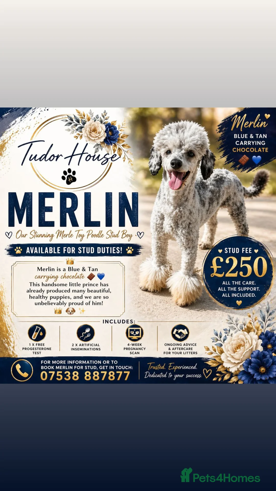 Toy Poodle dogs for stud: Blue & Tan Merle carrying Chocolate (Toy poodle) - Advert 1
