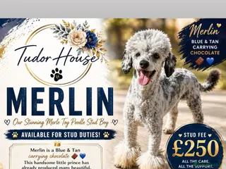 Toy Poodle dogs Blue & Tan Merle carrying Chocolate (Toy poodle) - Advert 6