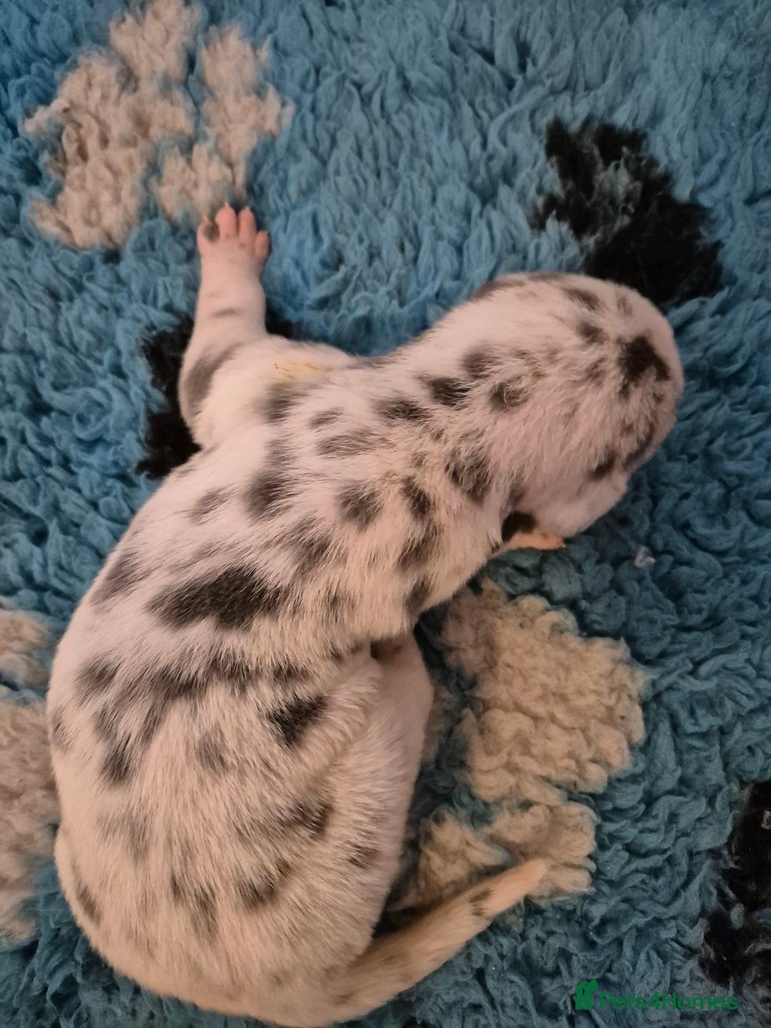 Great Dane dogs for sale: Pedigree Great Dane babies  - Advert 12