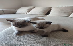 British Shorthair cats for sale: British Shorthair Kittens - Image 12