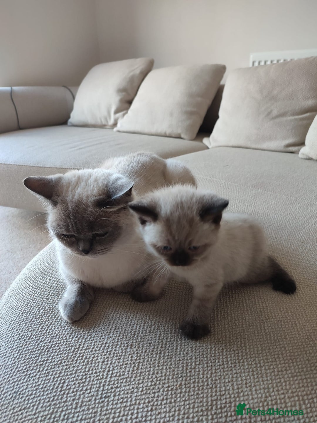 British Shorthair cats for sale: British Shorthair Kittens - Image 12