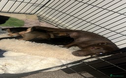 Jack Russell dogs for sale: Beautiful Jack Russell Puppies  - Image 6