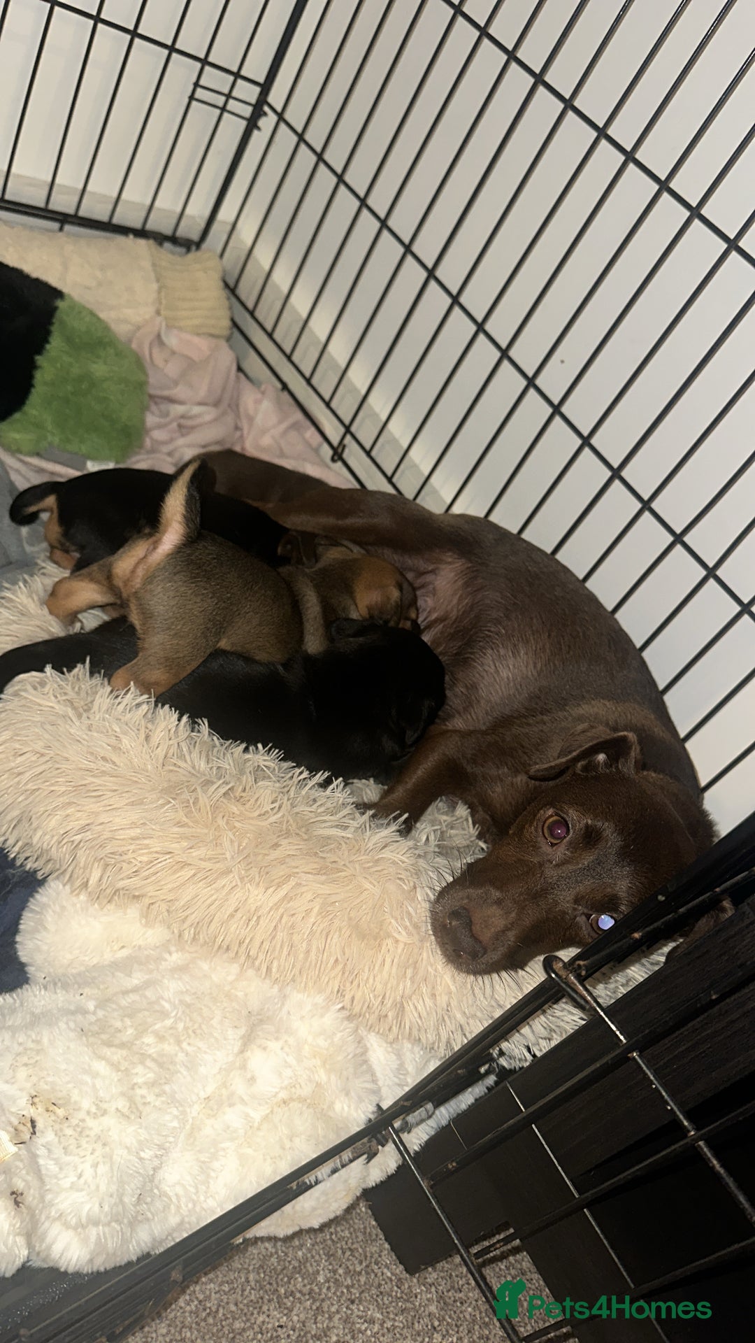 Jack Russell dogs for sale: Beautiful Jack Russell Puppies  - Image 6