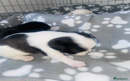 Chug dogs for sale: Chug puppies - Image 4