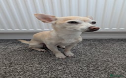 Mixed Breed dogs for sale: Super fit Chihuahua jrt lovely nature cream F - Image 3