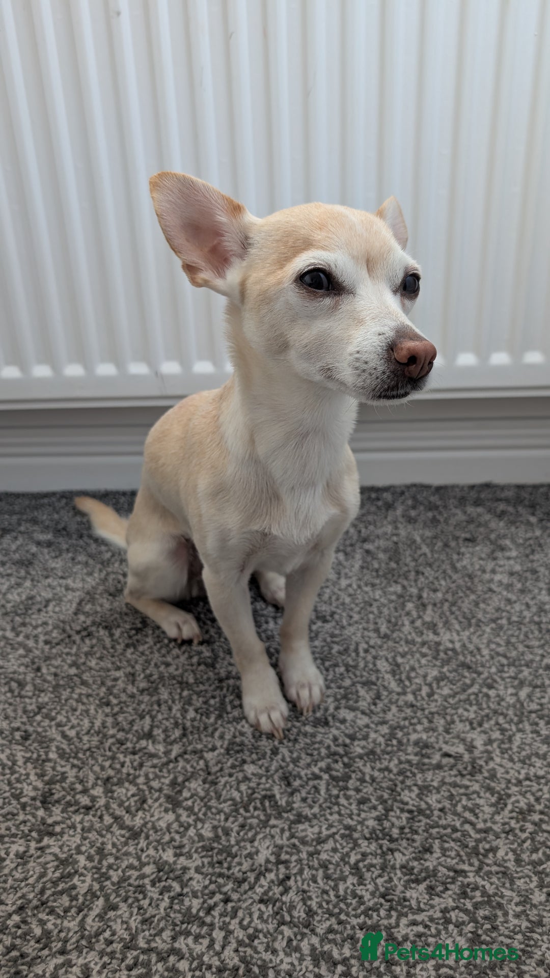 Mixed Breed dogs for sale: Super fit Chihuahua jrt lovely nature cream F - Image 3