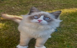 Ragdoll cats for sale: Ragdoll x Turkish Angora X Neva Masquerade Boy Cat - Advert 2
