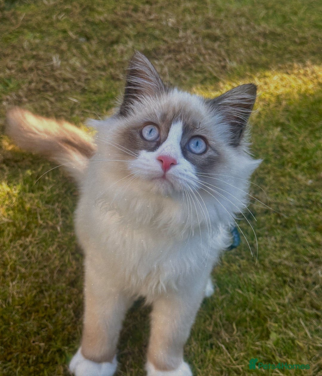 Ragdoll cats for sale: Ragdoll x Turkish Angora X Neva Masquerade Boy Cat - Advert 2