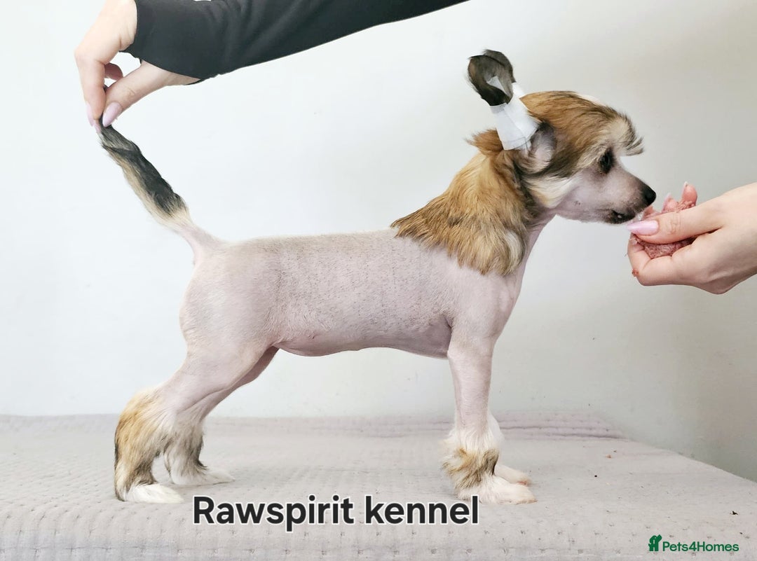 Chinese Crested dogs for stud: Julien INSOLITE FAMILIER import Pl  - Image 17