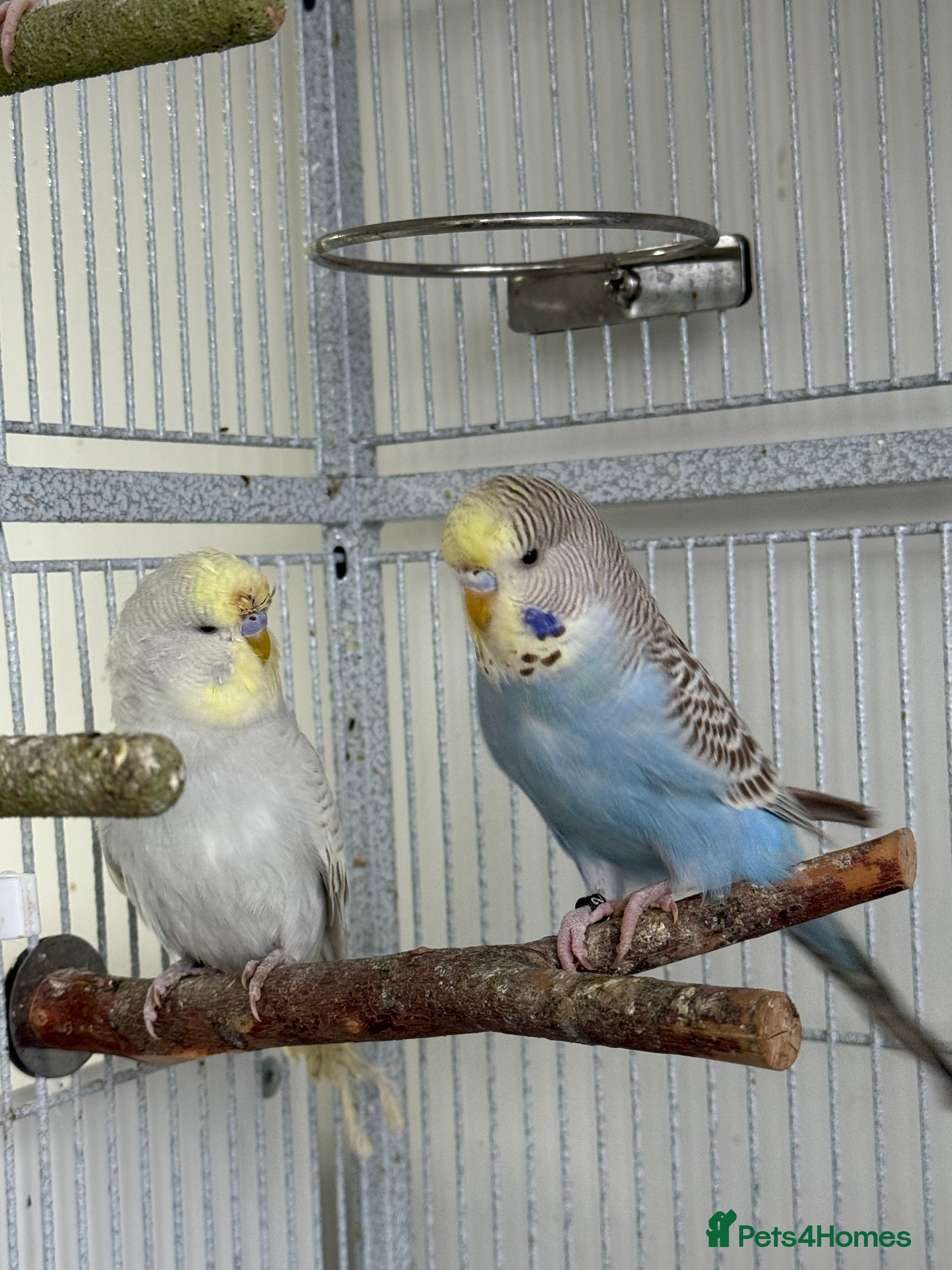 Budgerigars birds Young Budgies 4 left - Advert 8