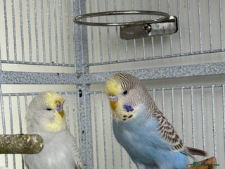 Budgerigars birds Young Budgies 4 left - Advert 8