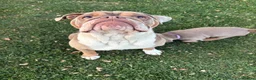 Olde English Bulldogge dogs for sale:  Olde English Bulldog Puppies L - Advert 10