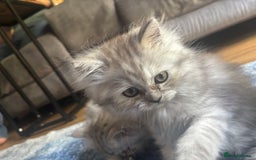 Persian cats for sale: Last Boy! Persian Ragdoll Kittens  - Image 18