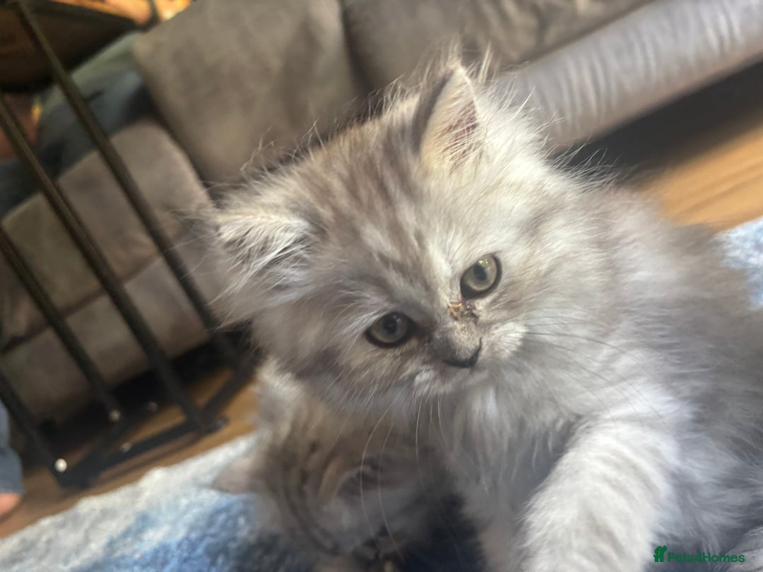 Persian cats for sale: Last Boy! Persian Ragdoll Kittens  - Image 18