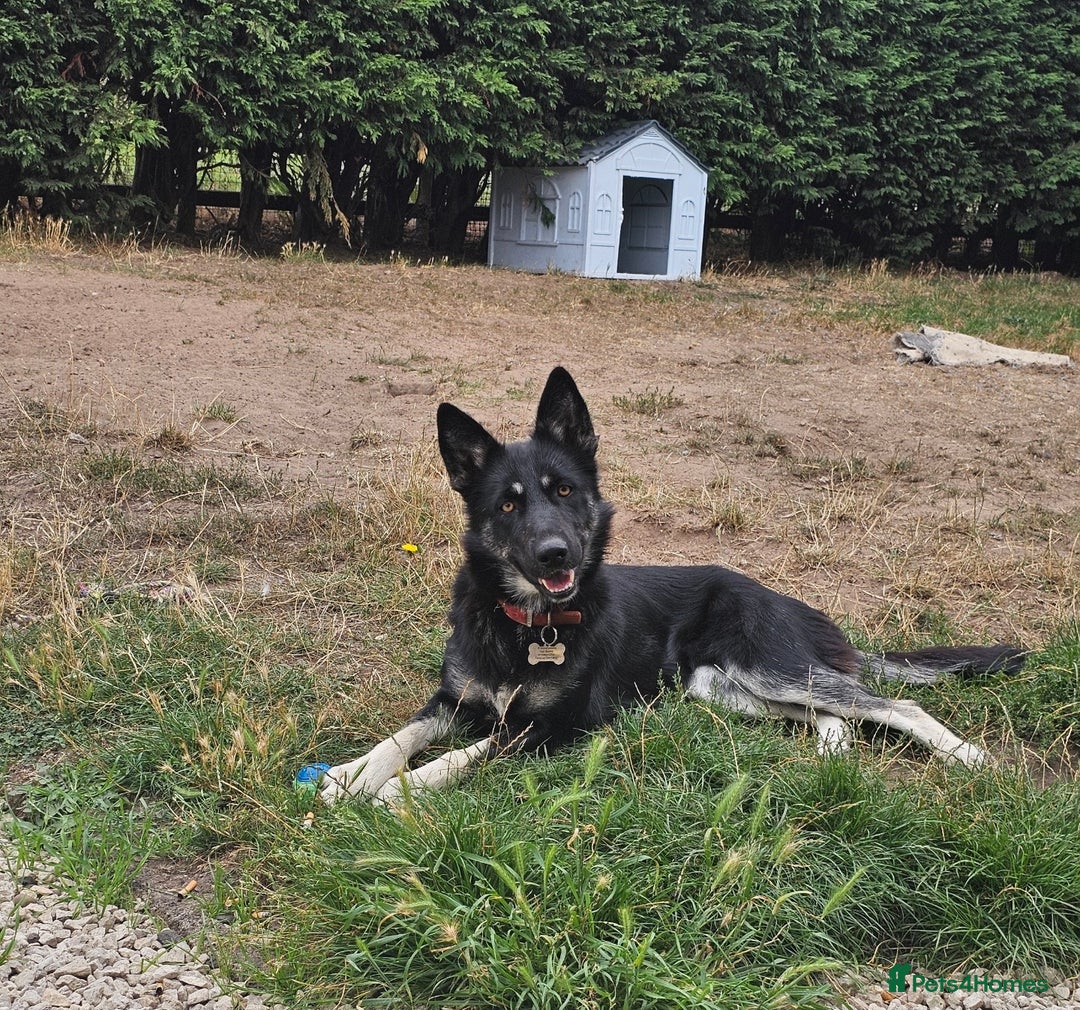 Shepsky dogs for sale: Beautiful female Shepsky looking a new home - Advert 2