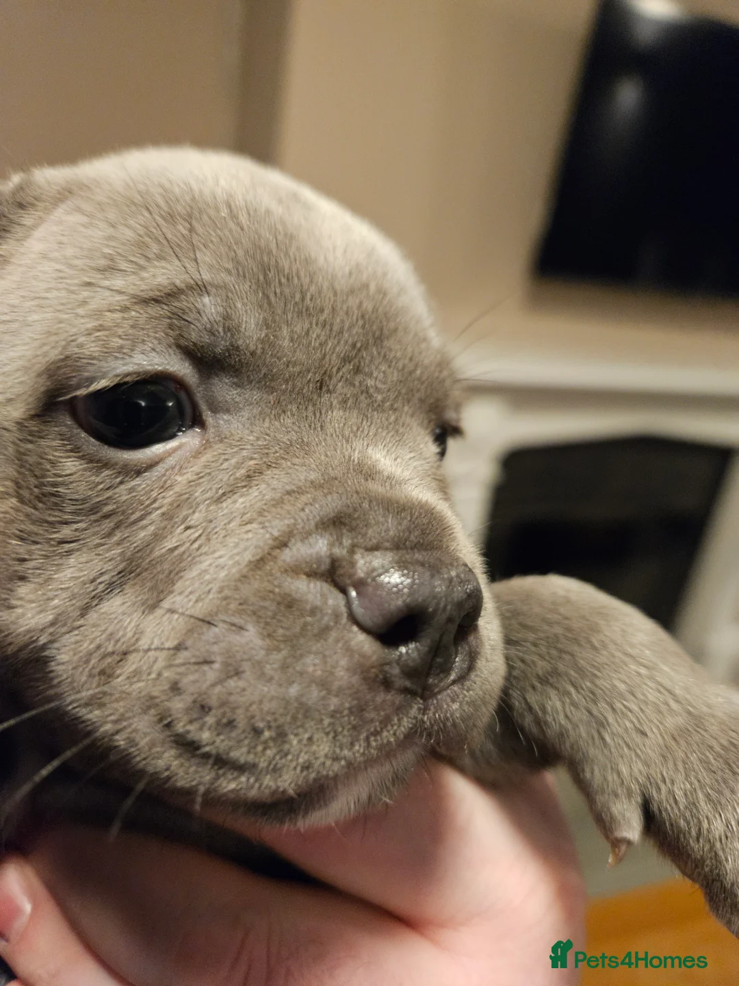 Staffordshire Bull Terrier dogs for sale: Blue staffordshire bull terrier pups - Advert 12