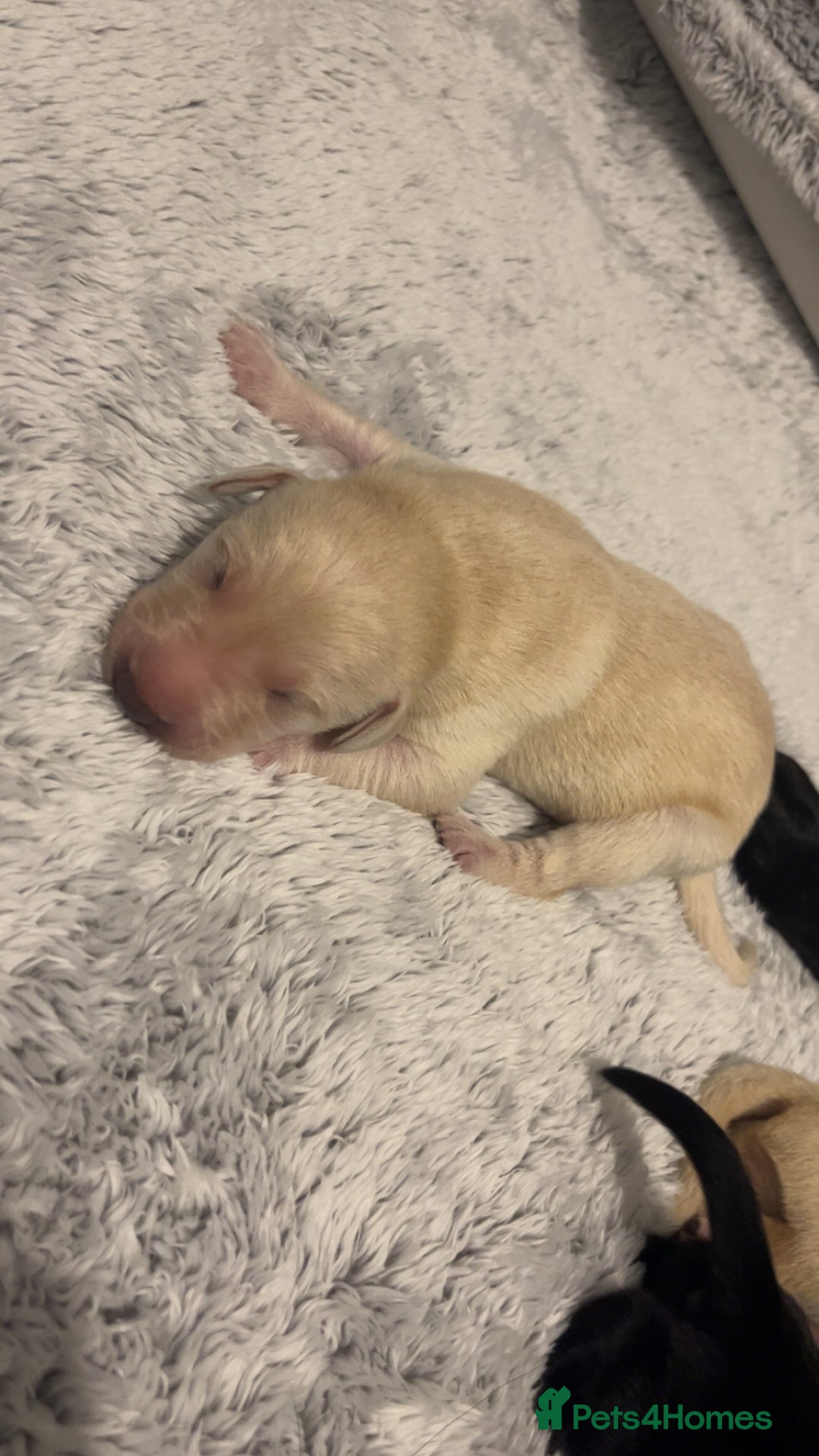 Labrador Retriever dogs for sale: Most beautiful litter of Labradors  - Image 16