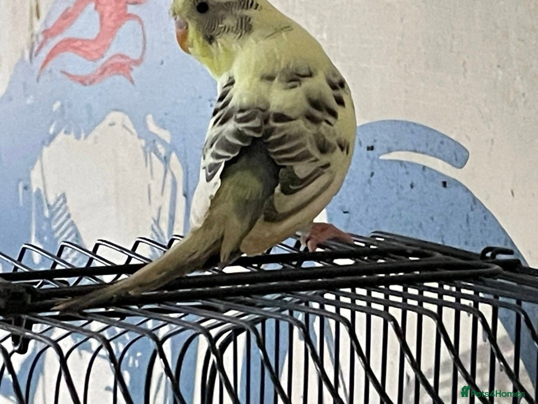 Budgerigars birds for sale: Hen resesive pied budgies 2 avalible - Advert 2