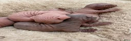 Sphynx cats for sale: Canadian sphynx kittens  - Advert 5