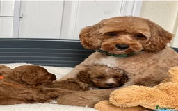 Cavapoo dogs for sale: Extensively Heslth Tested Cavapoo puppies  - Image 8