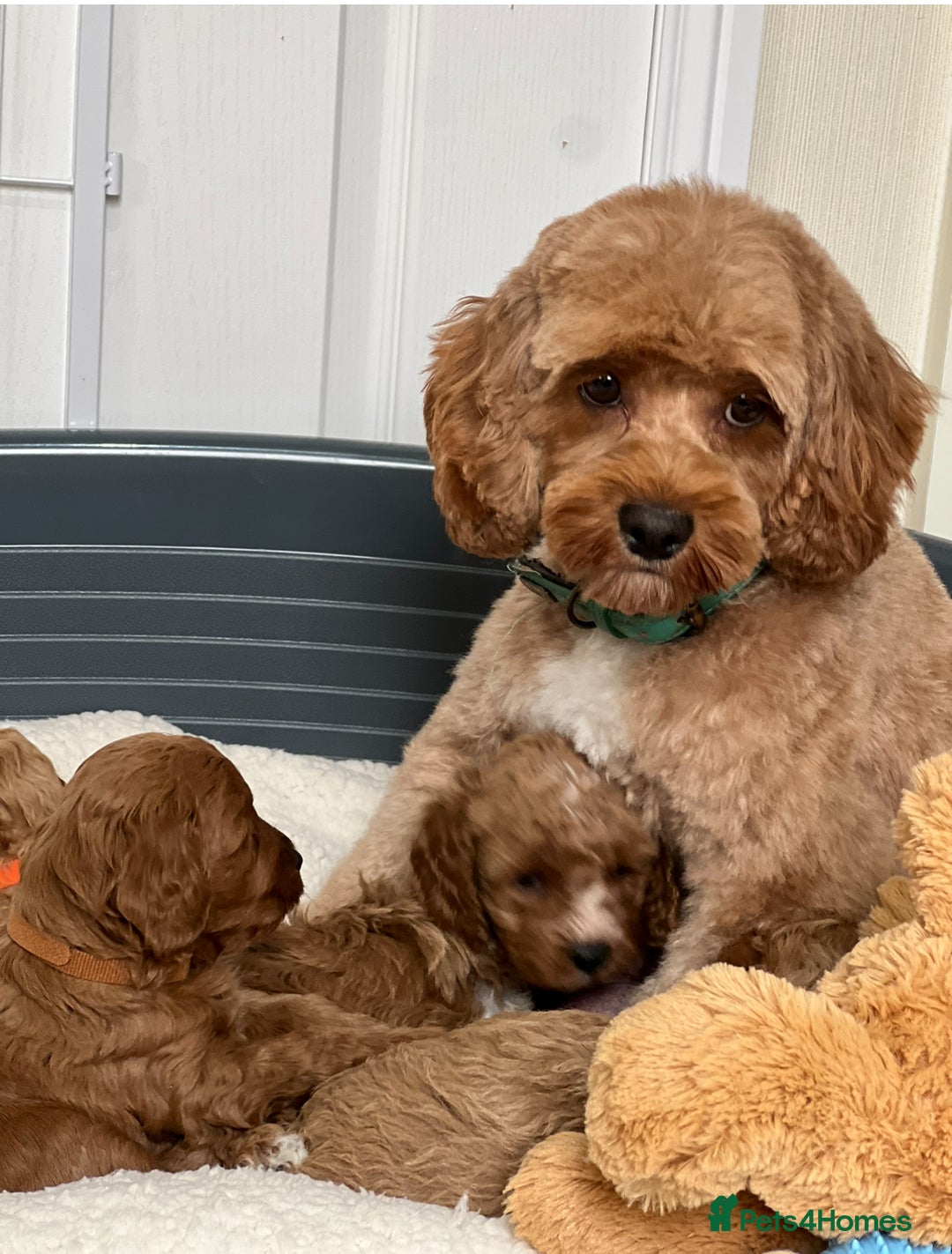 Cavapoo dogs for sale: Extensively Heslth Tested Cavapoo puppies  - Image 8