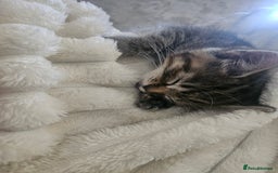 European cats for sale: Female tabby europian shorthair mixed kitten 🏡  - Image 14