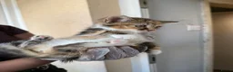 Mixed Breed cats for sale: 🐱 Beautiful Kittens Looking For Their Homes 🐱 in Birmingham - Advert 13