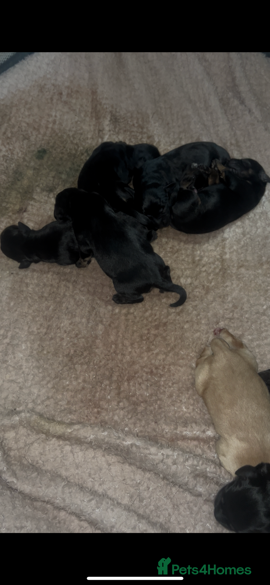 Mixed Breed dogs for sale: Puppies  - Image 5