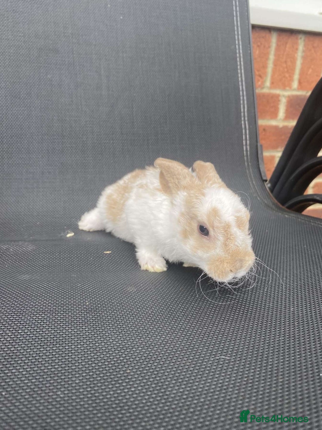 French Lop rabbits for sale: Baby lops in Hexham - Image 28
