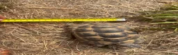 Tortoise reptiles for sale: Spur tight tortoise - Advert 4