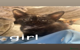 Mixed Breed cats for sale: 8 beautiful kittens for sale  - Image 1
