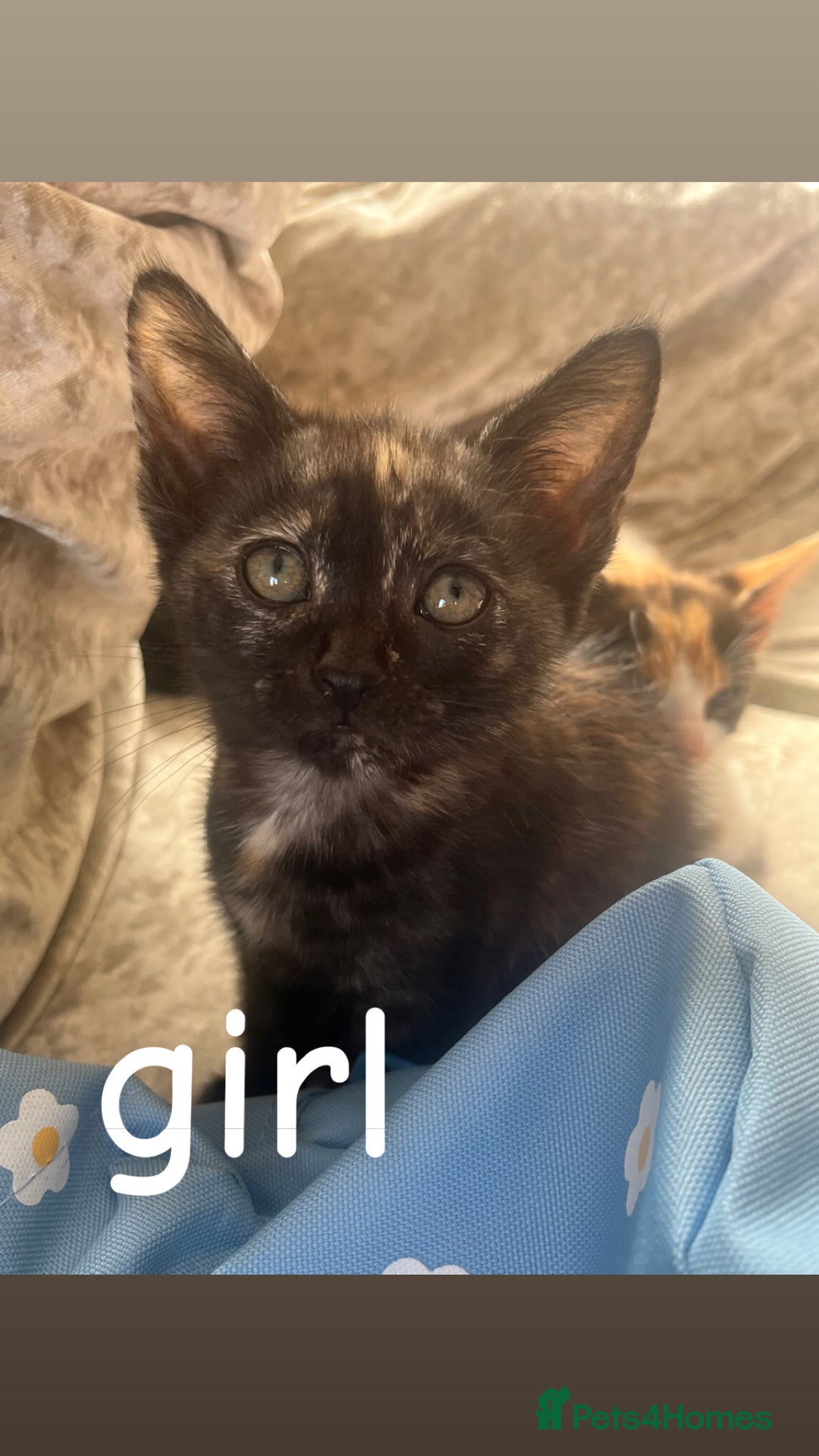 Mixed Breed cats for sale: 8 beautiful kittens for sale  - Image 1