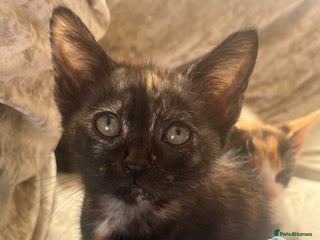 Mixed Breed cats - Advert 34