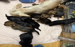 Yorkshire Terrier dogs for sale: Yorkshire Terrier  - Advert 14