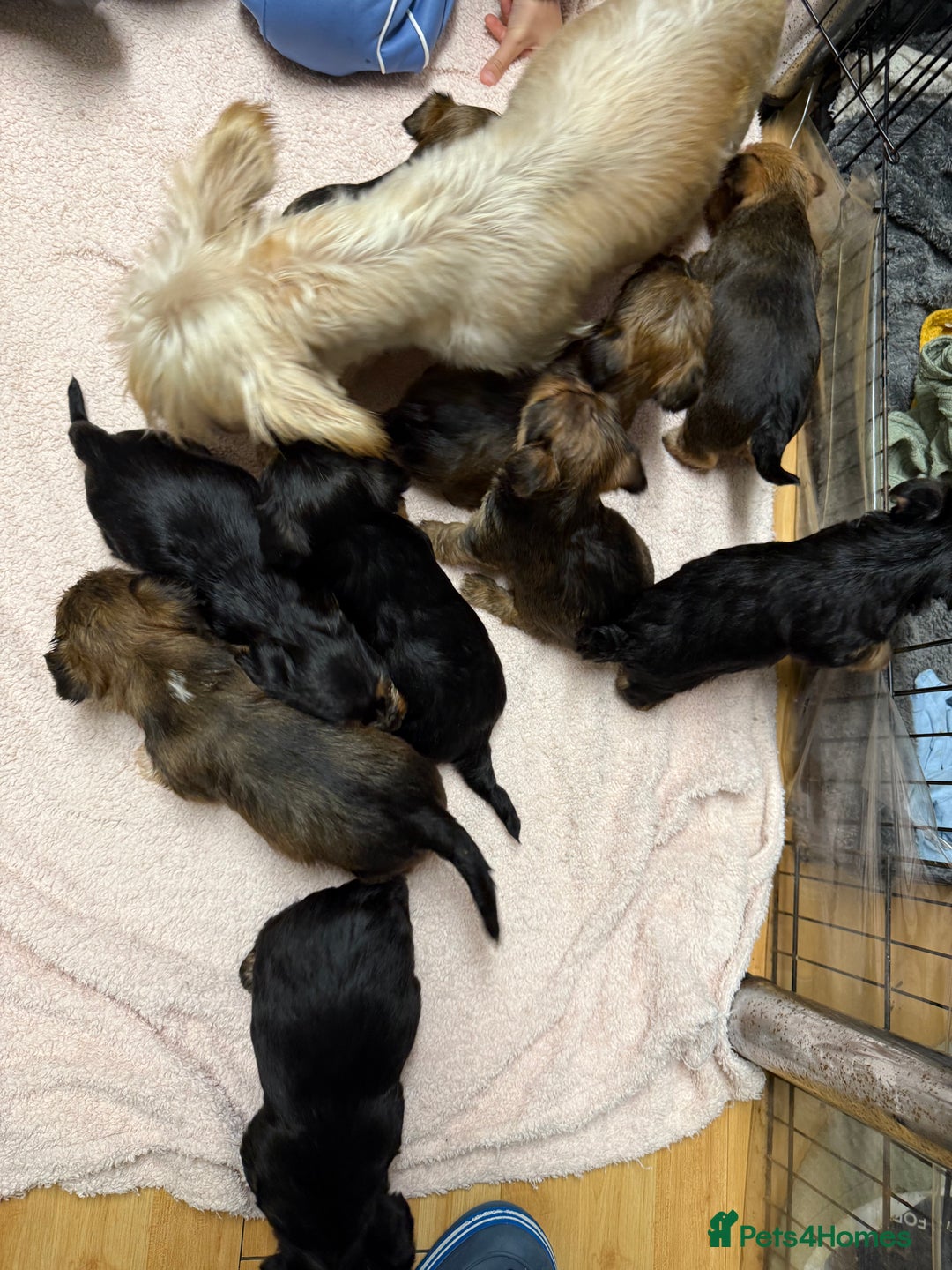 Yorkshire Terrier dogs for sale: Yorkshire Terrier  - Advert 14