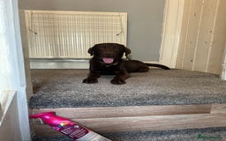 Labrador Retriever dogs for sale: Beautiful 2 year old Chocolate Lab - Image 4