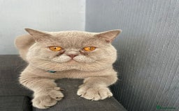 British Shorthair cats for sale: British shorthair kittens - Image 10