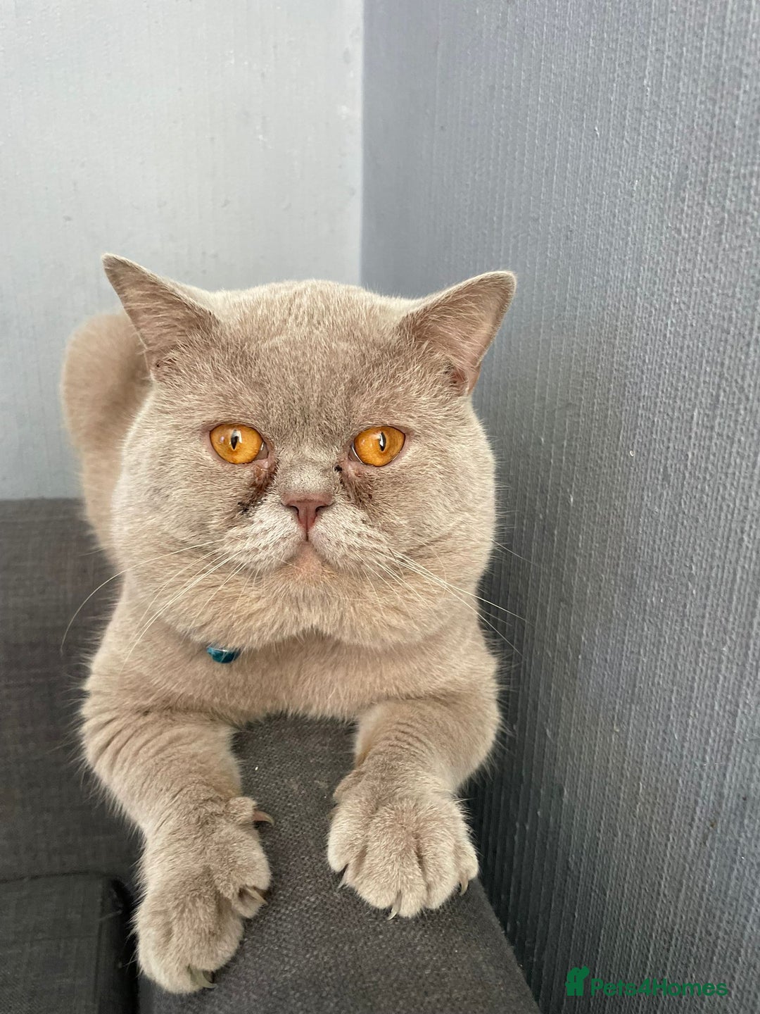 British Shorthair cats for sale: British shorthair kittens - Image 10