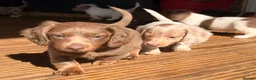 Miniature Dachshund dogs for sale: 3 available long haired miniature dachshund  - Advert 26