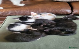 Mixed Breed cats for sale: GRAND FARM KITTENS FOR SALE - Image 4